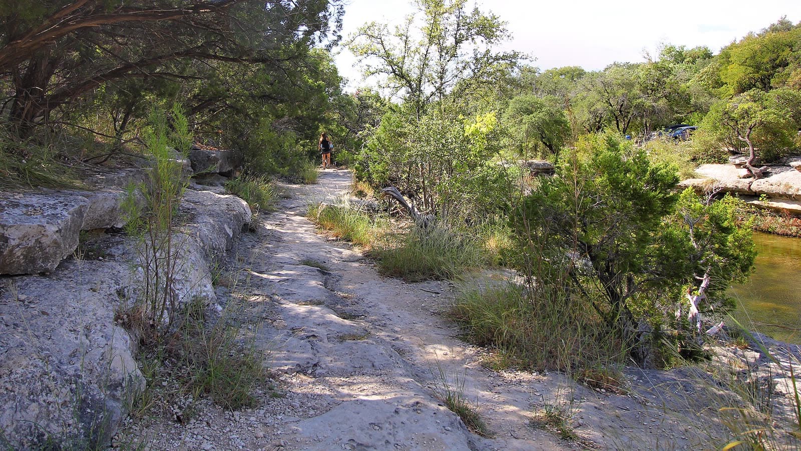 Tree canopy over a rocky creek in the Northwest Hills greenbelt